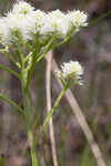 Baldwin's milkwort